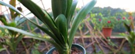 怎样培养案头菊