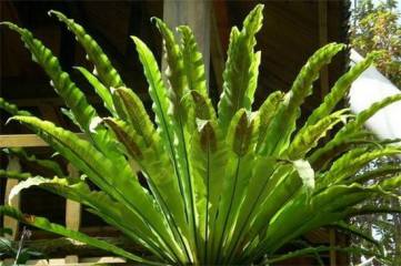水培草莓的种植方法和技术