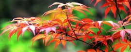 北方三角梅勤花顺序