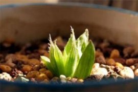 郁金香花期是几月
