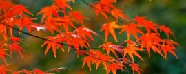 九朵郁金香代表什么