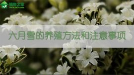 马齿苋的药用价值：内服清热解毒、外敷消毒杀菌