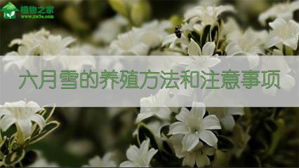 红木香与蔷薇的区别