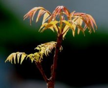 怎样使大花马齿苋安全越冬