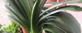棕榈树耐寒零下多少度