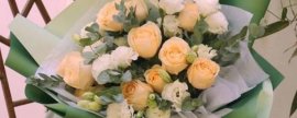 太阳花不开花什么原因