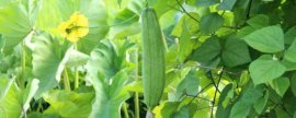 夏威夷竹怎么浇水