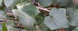 耧斗菜什么时候开花，花期在5～7月