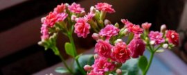 耧斗菜可以活几年