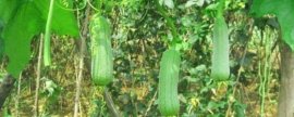 芦荟受冻变软怎么补救
