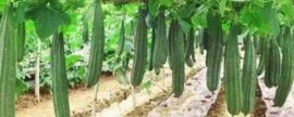龙血树放家好吗：可舒缓压力