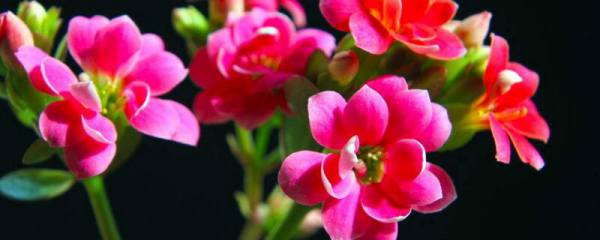 耧斗菜播种：怎样科学繁殖耧斗菜