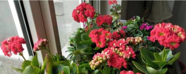 郁金香怎么种植和养护
