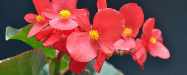 茉莉花的常见品种，宝珠/虎头/狮头/菊花/黄茉莉五大常见品种
