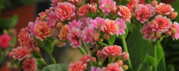 白檀仙人掌不开花怎么办，更换盆土光照养护