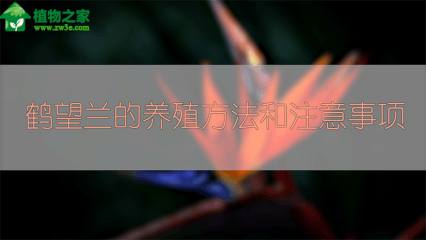 金鱼吊兰的养殖方法和注意事项