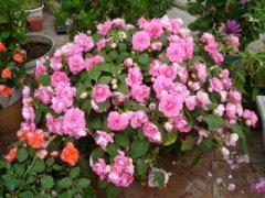 无根兰花催根办法