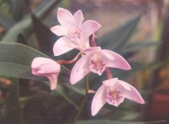 合果芋的养殖方法