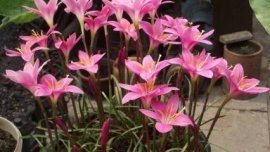 合果芋有毒吗