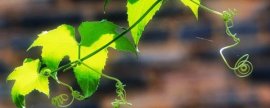 四季海棠换盆注意事项，注意春秋季避免伤根换盆