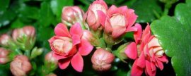 96年出生的高起点宏远小外援：昙花一现
