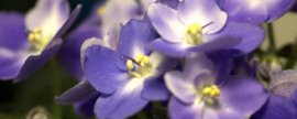 四季菊花五种：简单养殖好看