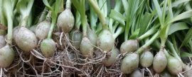 天竺葵夏季怎样养护：通风很重要,减少营养消耗,浇水要注意