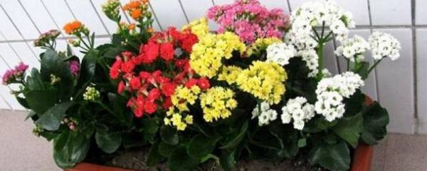 白蝶合果芋和花叶万年青有什么区别