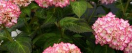 怎样使非洲紫罗兰开花更多