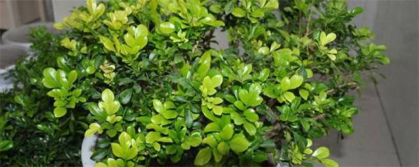 土栽合果芋能否改为无土盆栽