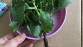 非洲紫罗兰能否接受强阳光直射