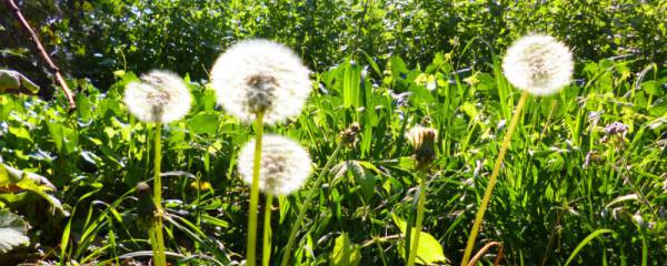 合果芋叶片变小、斑纹减少怎么办