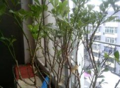 合果芋的养护：喜湿怕干，茎蔓不宜留太长