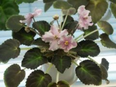 花毛茛开完花以后该怎么处理