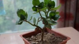 山茶花的寓意是什么