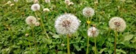 五星花养殖方法