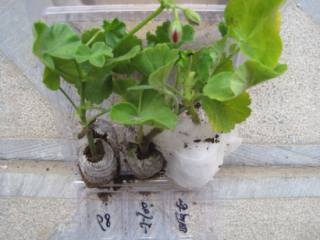 薰衣草精油怎么用，薰衣草精油有什么功效(美白祛痘杀菌)
