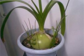 怎样预防合果芋叶片脱落
