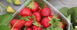 合果芋的养殖方法：夏季免强光直射