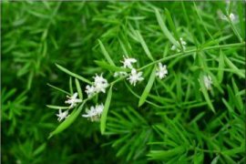 非洲菊种子怎么发芽，4个步骤播种非洲菊