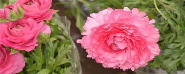 山茶花的养殖养护方法 通风,光照很重要