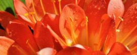 白色雏菊花语是什么