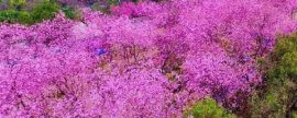 盆栽山茶花冬季是否需施肥