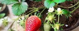 太阳花的风水作用