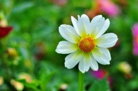 樱花树什么时候移栽成活率高