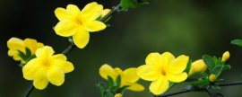 非洲菊花期多长