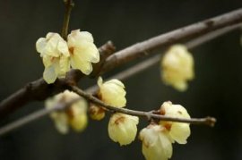 令箭荷花的养殖方法和修剪