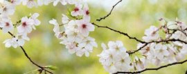 红颜草莓品种介绍