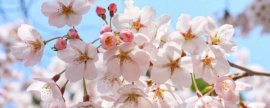 怎样采收四季海棠良种