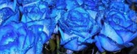 怎样使朱蕉株形丰满
